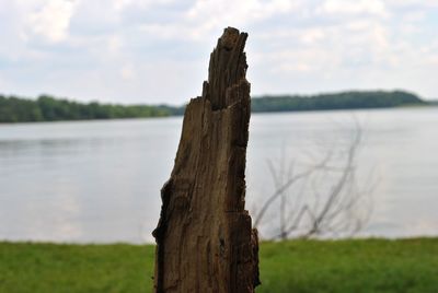 Driftwood on tree trunk by lake against sky