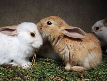 Close-up of rabbits on grass