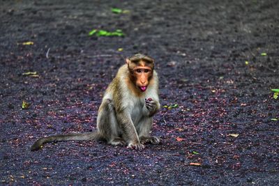 Portrait of lion sitting on floor