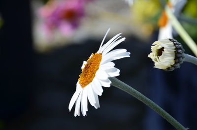 Close-up of white daisy