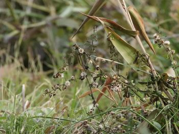 Close-up of insect on plant