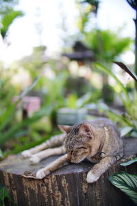 Cat sitting on wood