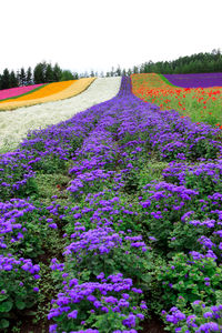 Purple flowers growing in field