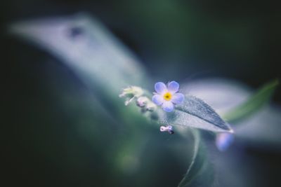 Close-up of purple flowering plant