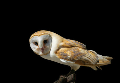 Close-up of owl perching against black background