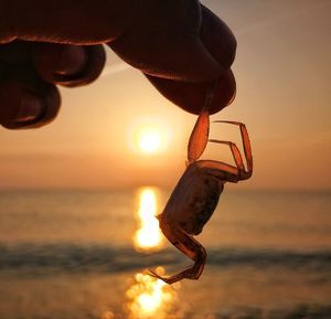 Cropped hand of person holding dead crab against sea during sunset