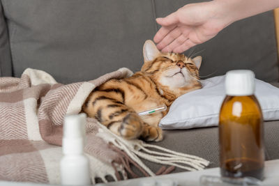 Midsection of man holding cat