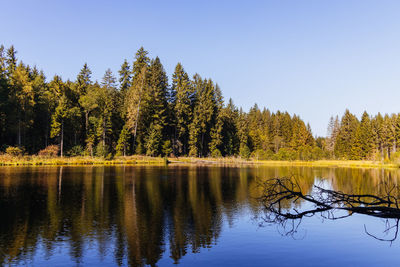 Scenic view of lake in forest against clear sky