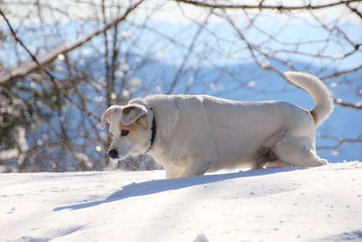 Dog on snow covered landscape