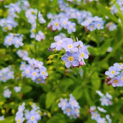 Close-up of flowers blooming in meadow