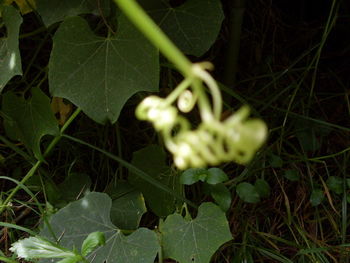 Close-up of plant