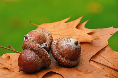 Close-up of fruits