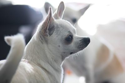 Close-up of dog looking away