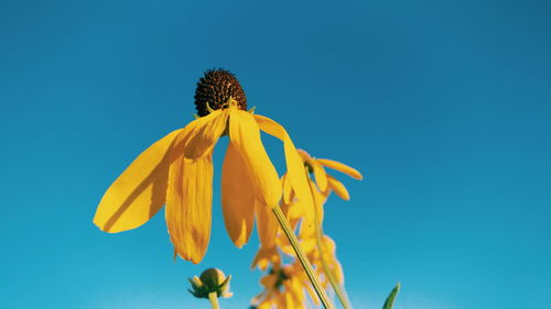 Low angle view of yellow coneflower blooming against clear blue sky on sunny day