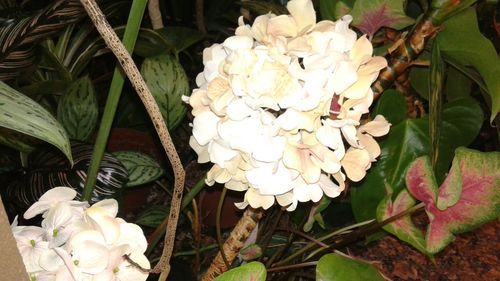 Close-up of white rose blooming outdoors