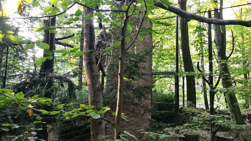 Low angle view of trees in forest against sky