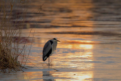 Gray heron perching on lake at sunset