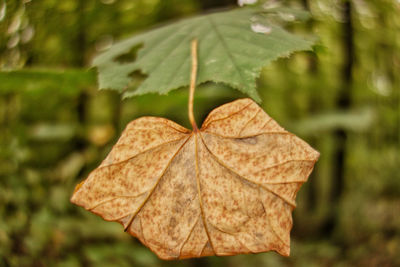 Close-up of dry leaf on green leaf