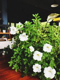 Close-up of white flowers blooming outdoors