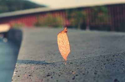 Close-up of dry maple leaf during autumn