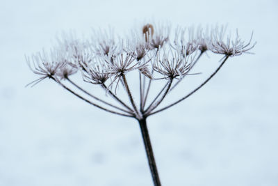 Close-up of plant