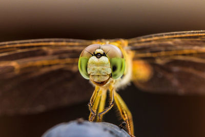 Close-up of insect