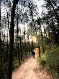 Rear view of man walking on footpath in forest