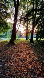 Trees in forest during autumn