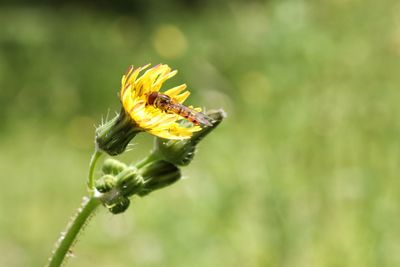 Close-up of bee pollinating on yellow flower