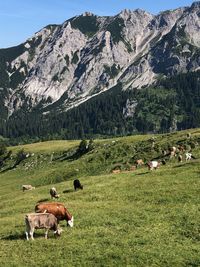 Cows grazing in a field