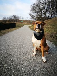 Portrait of dog on road against sky