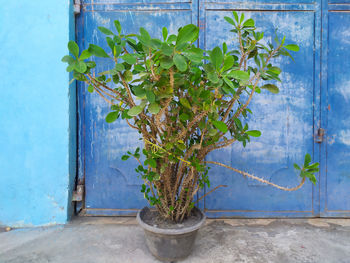 Potted plants against wall