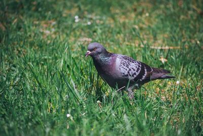 Side view of a bird on grass