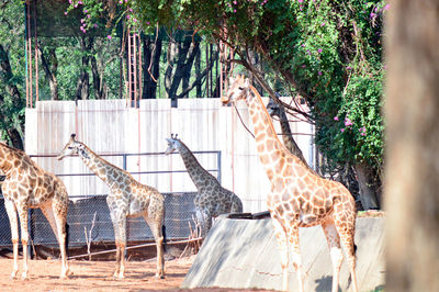 Giraffe in a forest