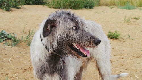 Irish wolfhound standing on field