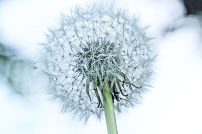 Close-up of frozen plant