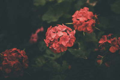 Geranium flowers in moc chau