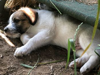 High angle view of puppy sleeping