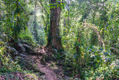 Trees in forest