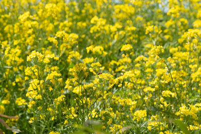 Yellow flowering plants in field