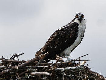 Low angle view of eagle perching on branch against sky