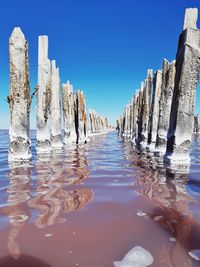 Panoramic shot of wooden posts amidst frozen trees against clear blue sky