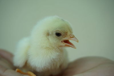 Close-up of a bird