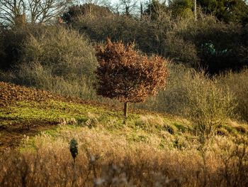 Trees on field