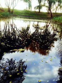 Reflection of trees in lake water