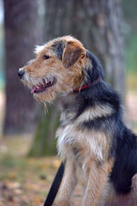 Close-up of dog looking away