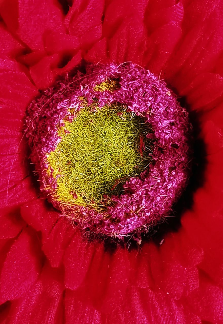 flower, petal, plant, pink, red, macro photography, close-up, freshness, flowering plant, beauty in nature, no people, flower head, inflorescence, full frame, pollen, growth, nature, studio shot, indoors, backgrounds