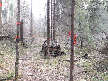 Trees and plants in forest