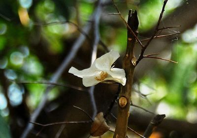 Close-up of flower against blurred background