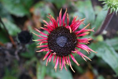 Close-up of pink flower